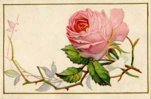 Old-Pink-Rose-Image-GraphicsFairy1